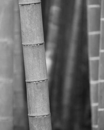 Marianela Nunez – Principal dancer, The Royal Ballet